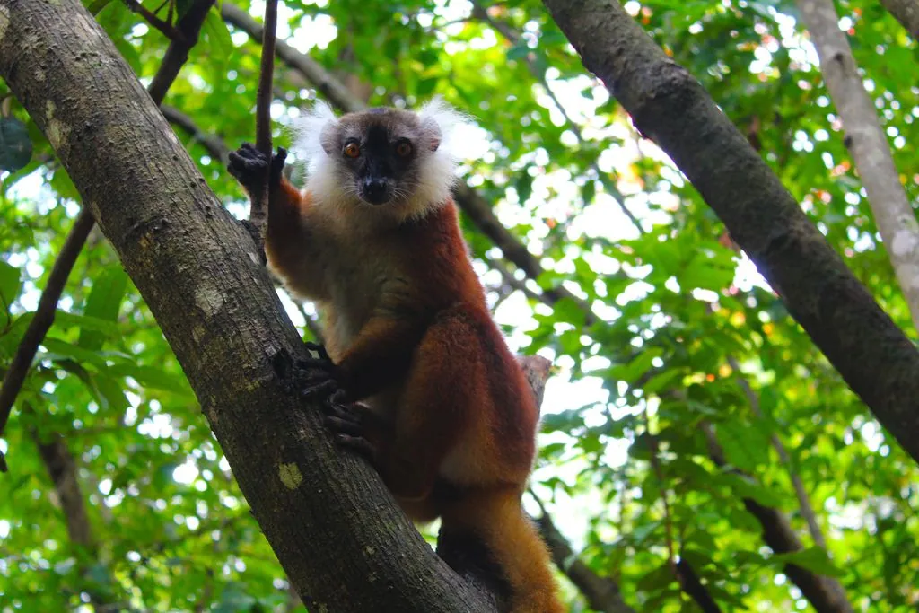Nosy Komba – L'isola dei lemuri con maki neri e spiagge da sogno