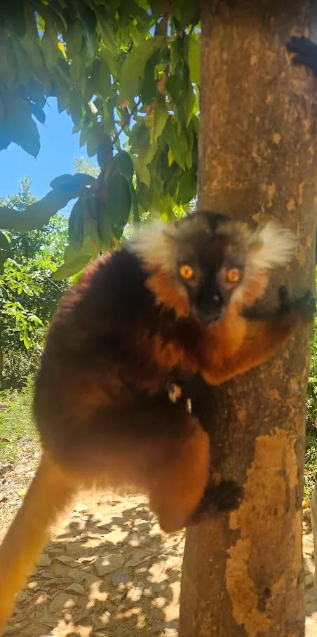 Nosy Komba – L'isola dei lemuri con maki neri e spiagge da sogno