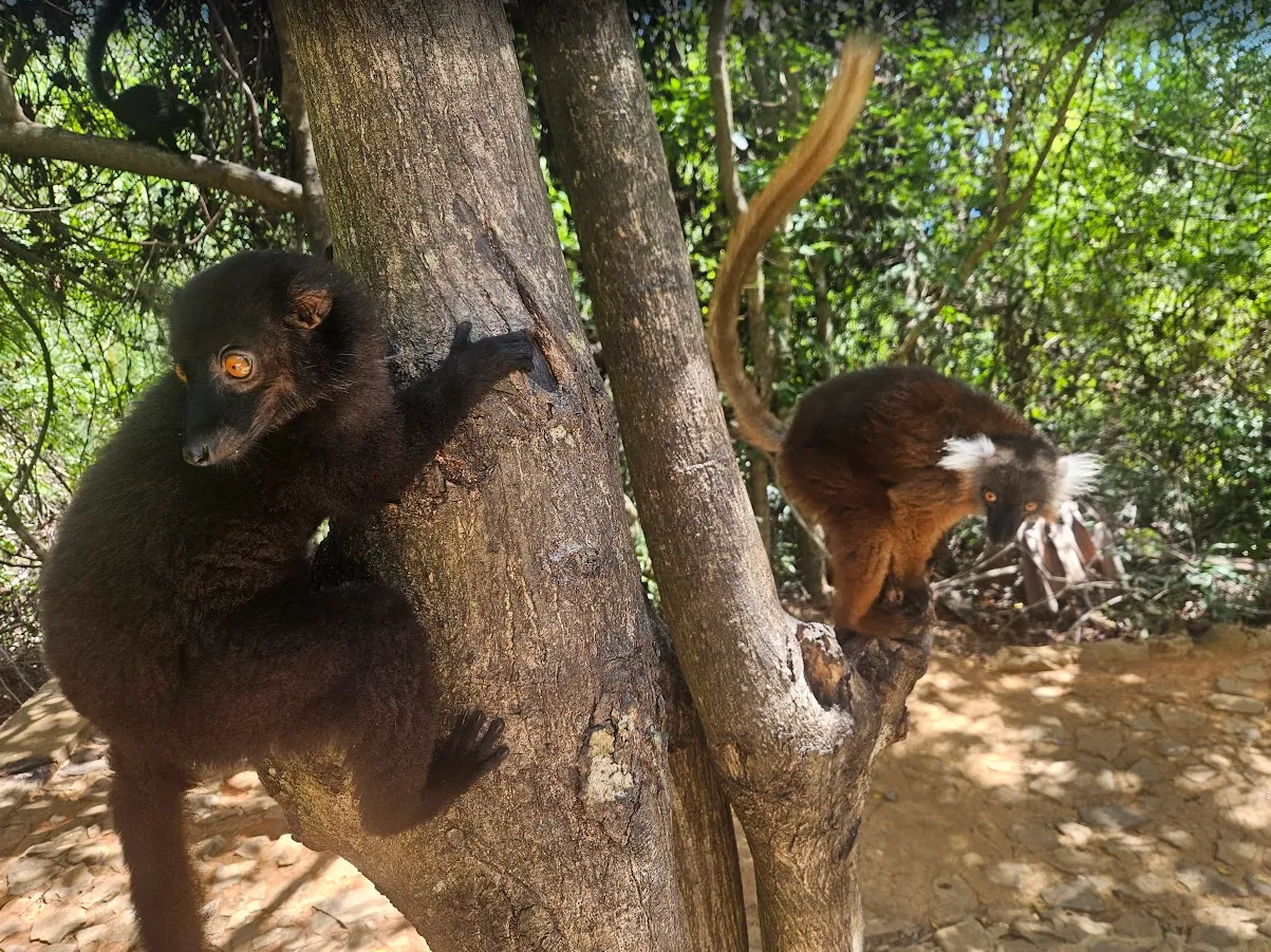 Nosy Komba – L'isola dei lemuri con maki neri e spiagge da sogno